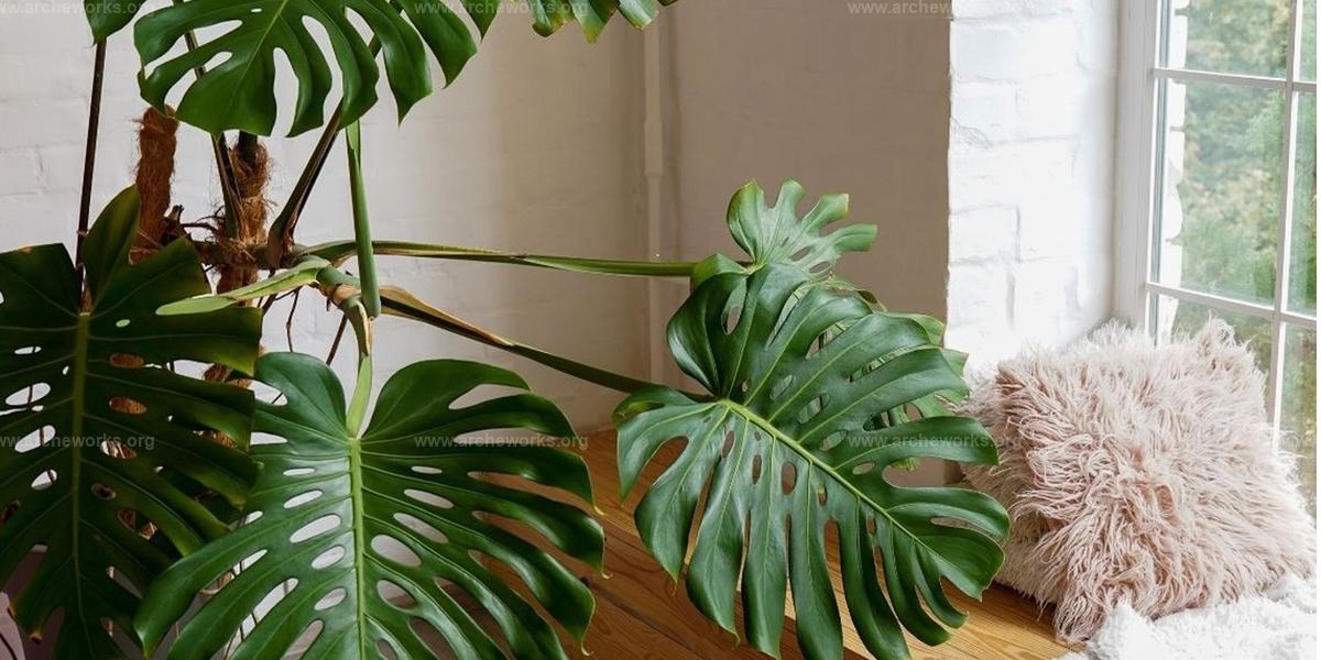 Best Indoor Plant Decorating Tips